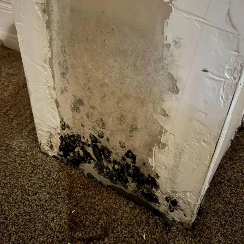Professional Mold Removal in Hannibal, MO